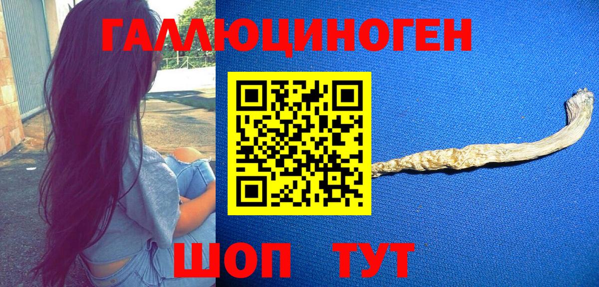 Галлюциногенные грибы Psilocybe Сухой Лог